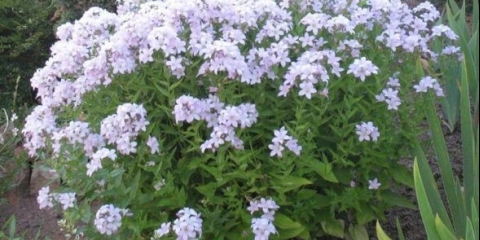 Zvončić mlečni: sadnja i njega